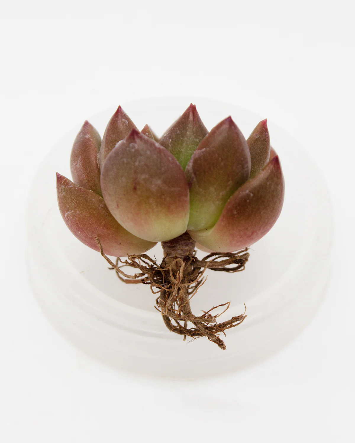 Echeveria Magic Cube - Image 2