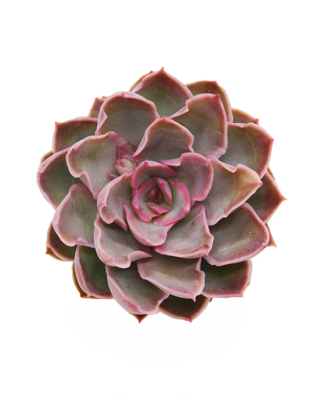 Echeveria Magic Sabana - Image 3
