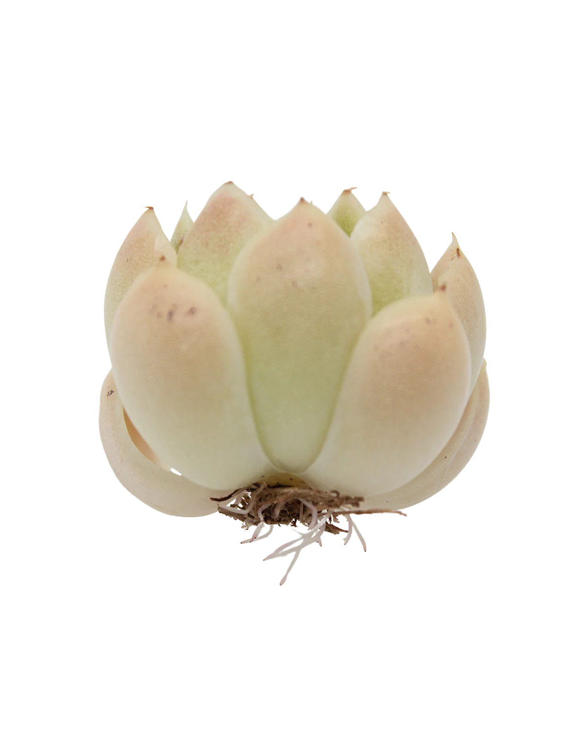 Echeveria Malgan - Image 2