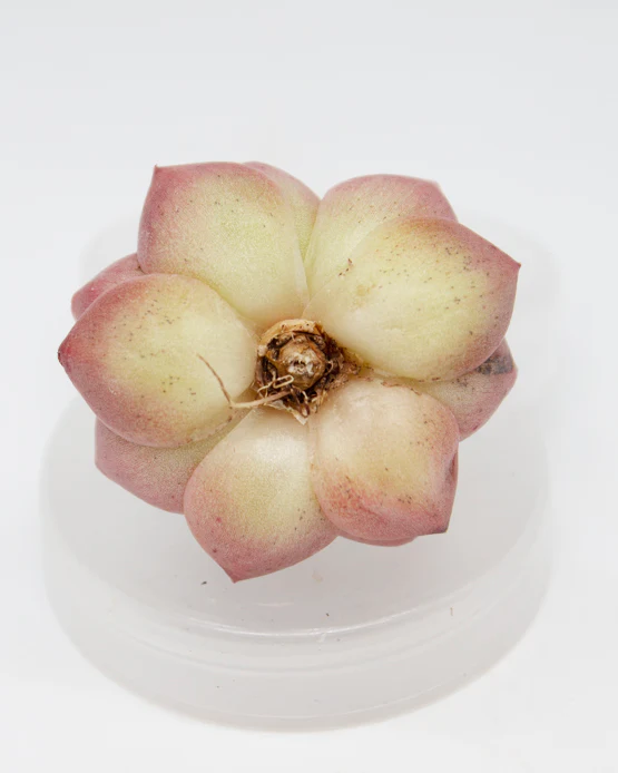 Echeveria Maple - Image 2