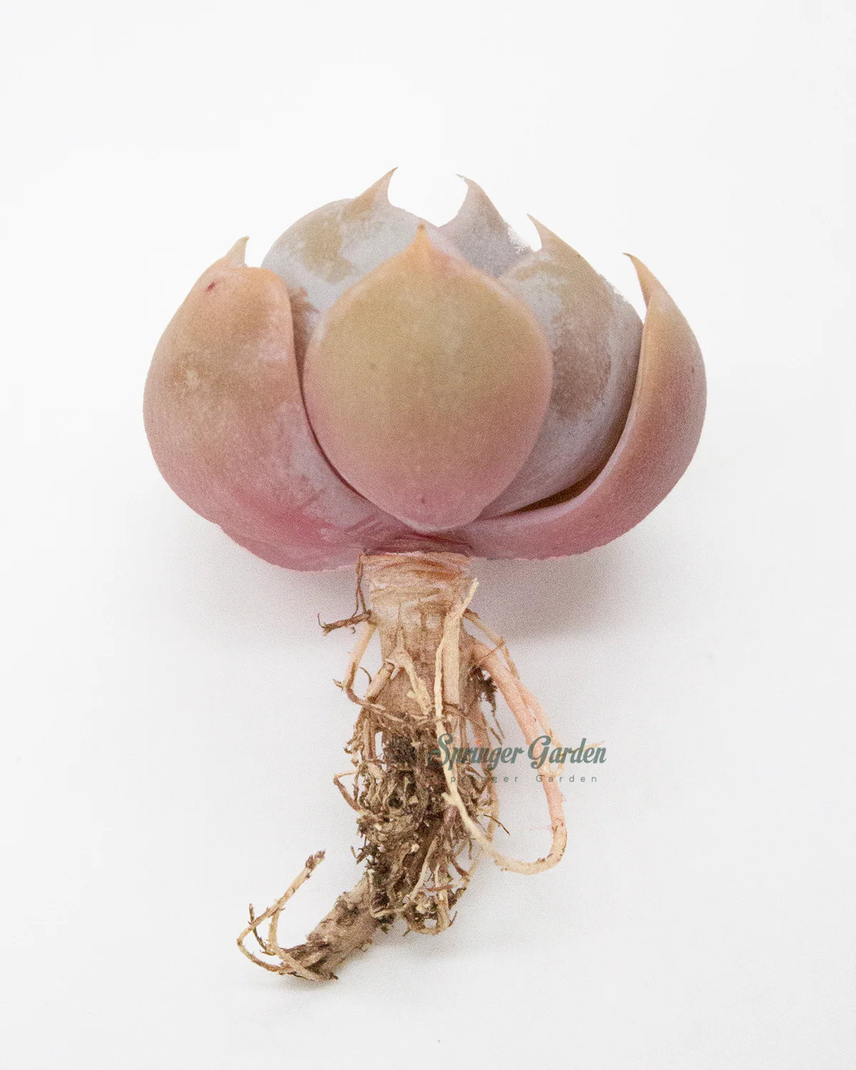 Echeveria Marilyn - Image 2