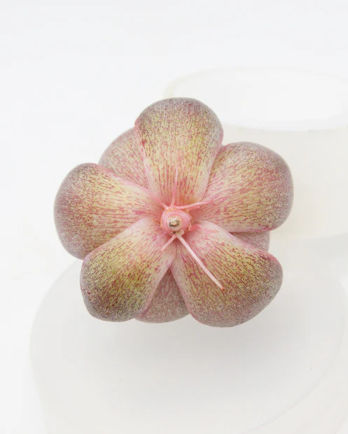 Echeveria Marinae - Image 2
