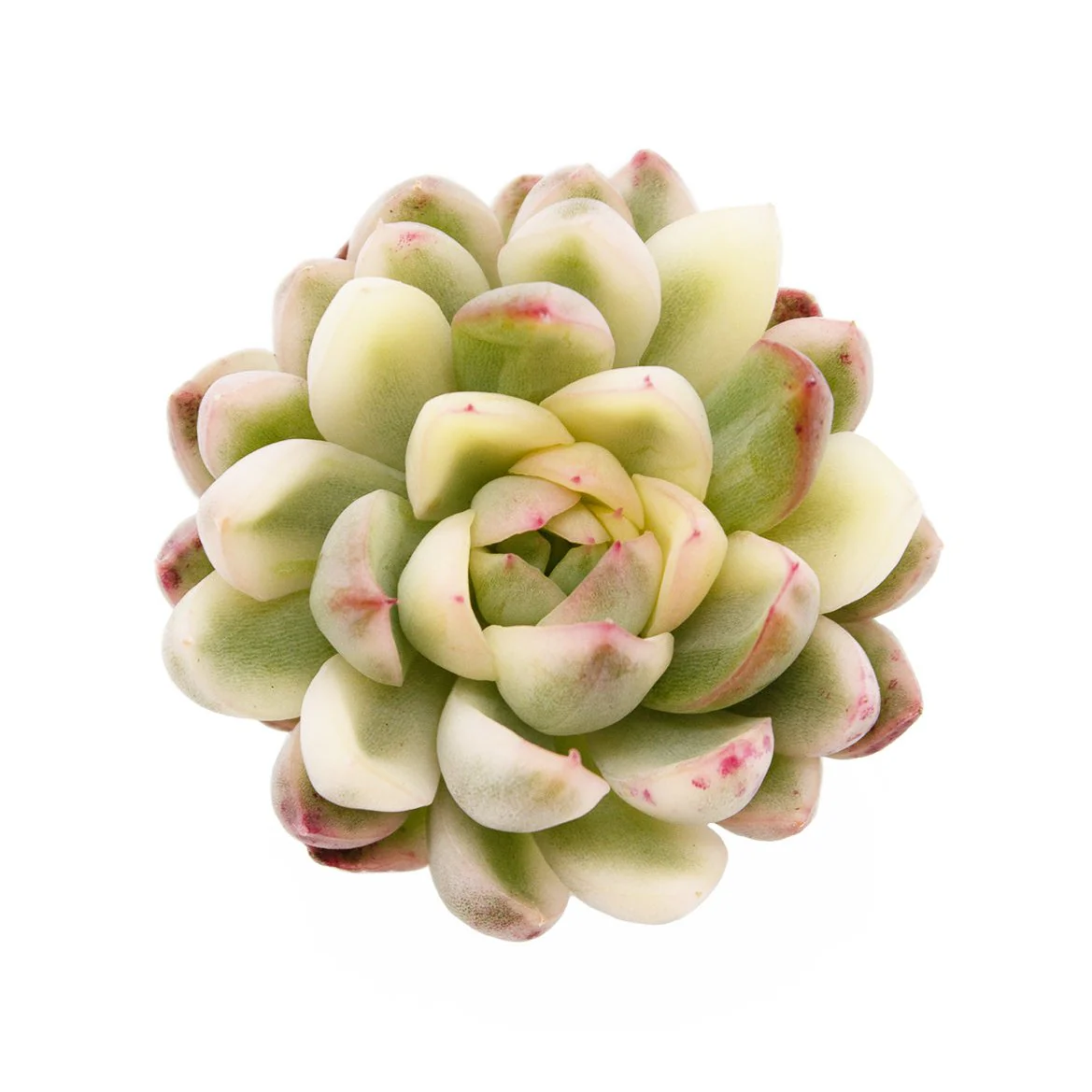 Echeveria Mebina Variegated - Image 2