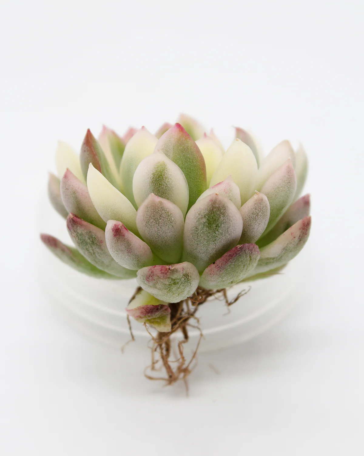 Echeveria Mebina Variegated - Image 3
