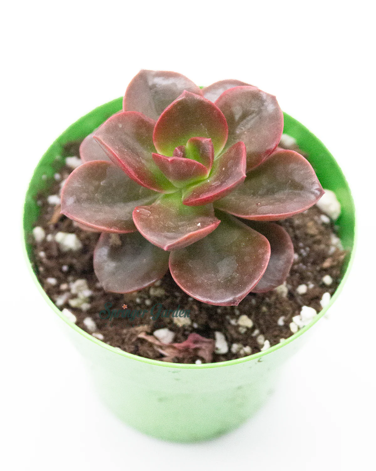 Echeveria Melaco Chocolate