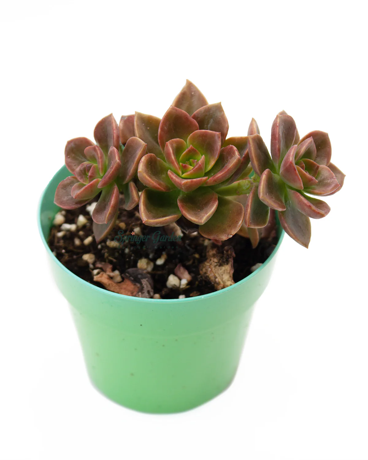Echeveria Melaco Chocolate - Image 2