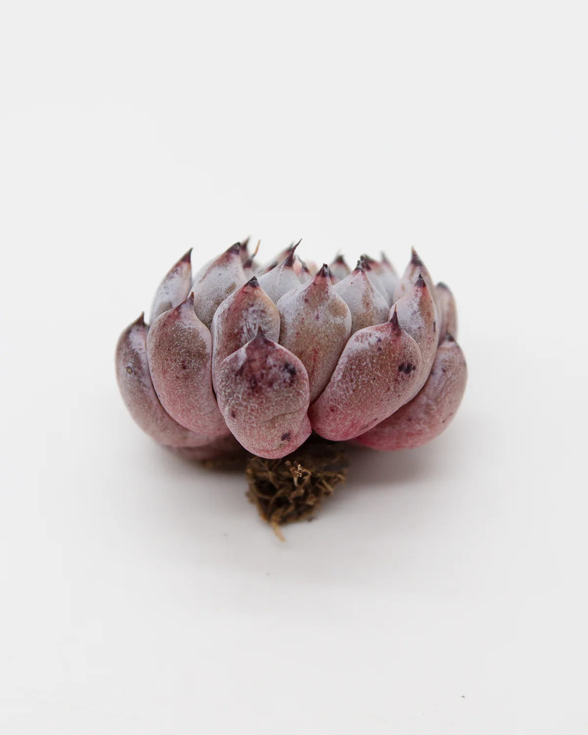 Echeveria Mexensis Zaragosa - Black - Image 2