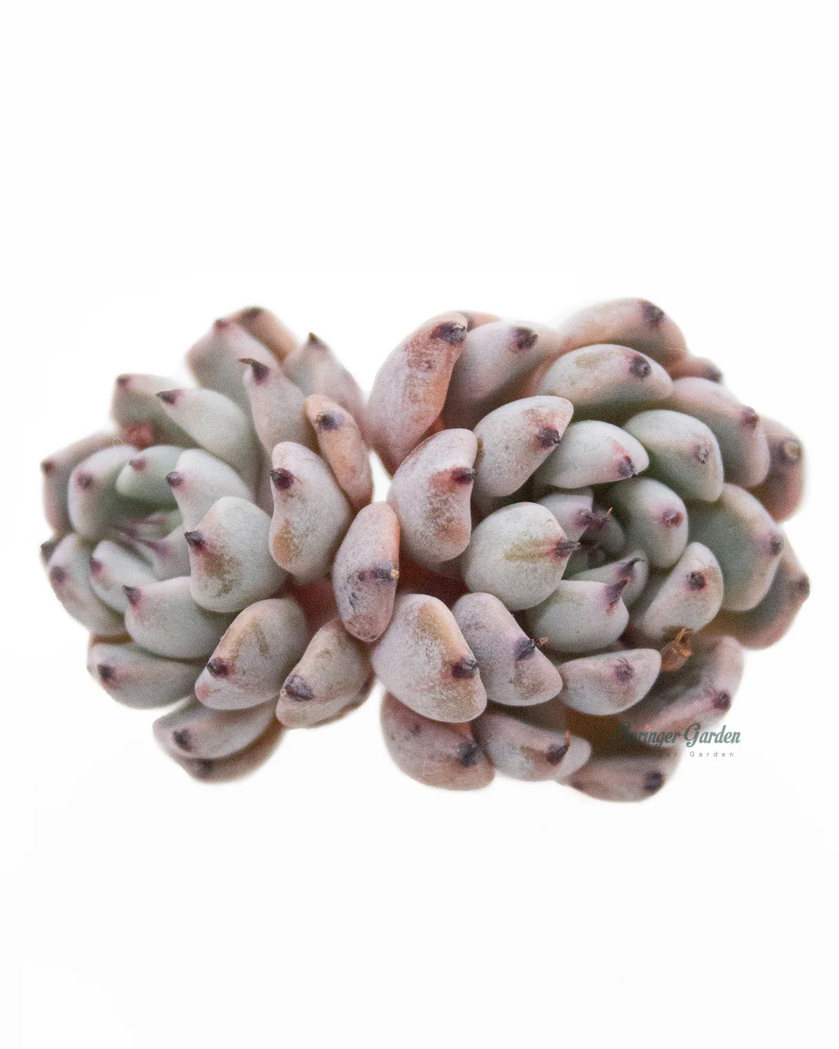 Echeveria Mexensis Zaragosa - Black - Image 3