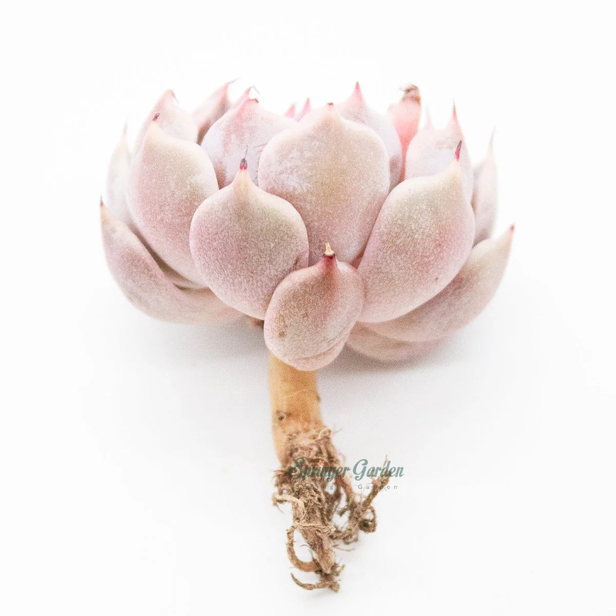 Echeveria Pink Zaragoza - Image 2