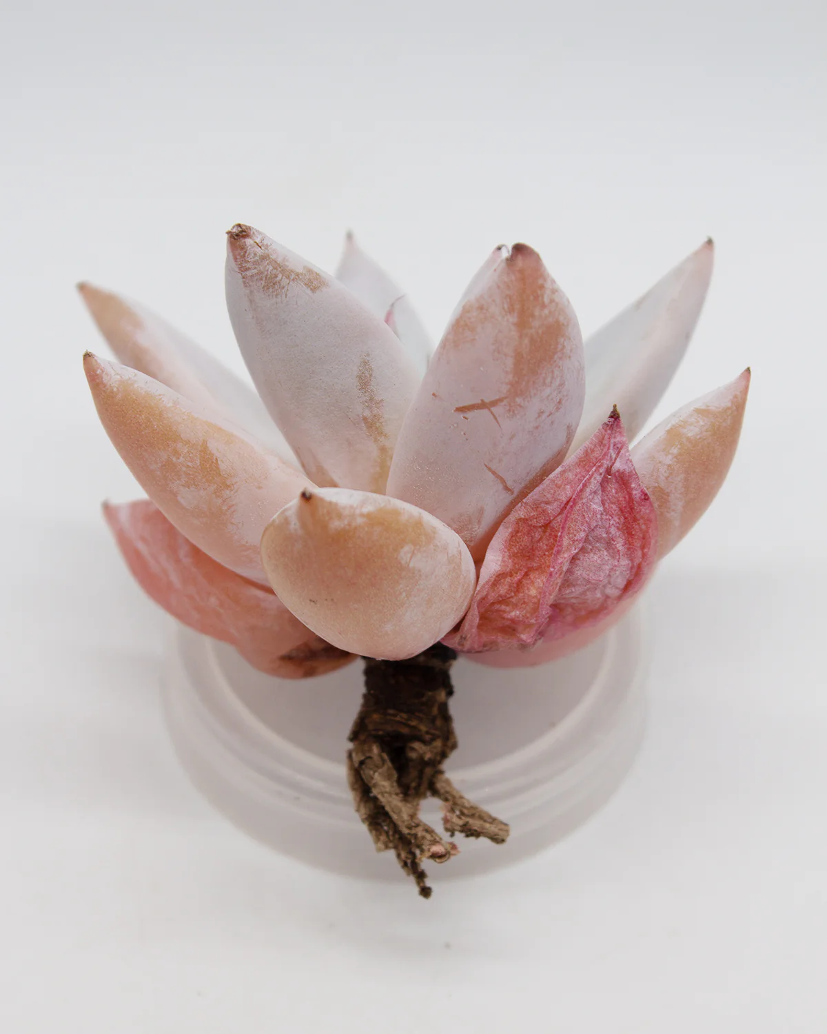 Echeveria Mexican Giant - Image 2