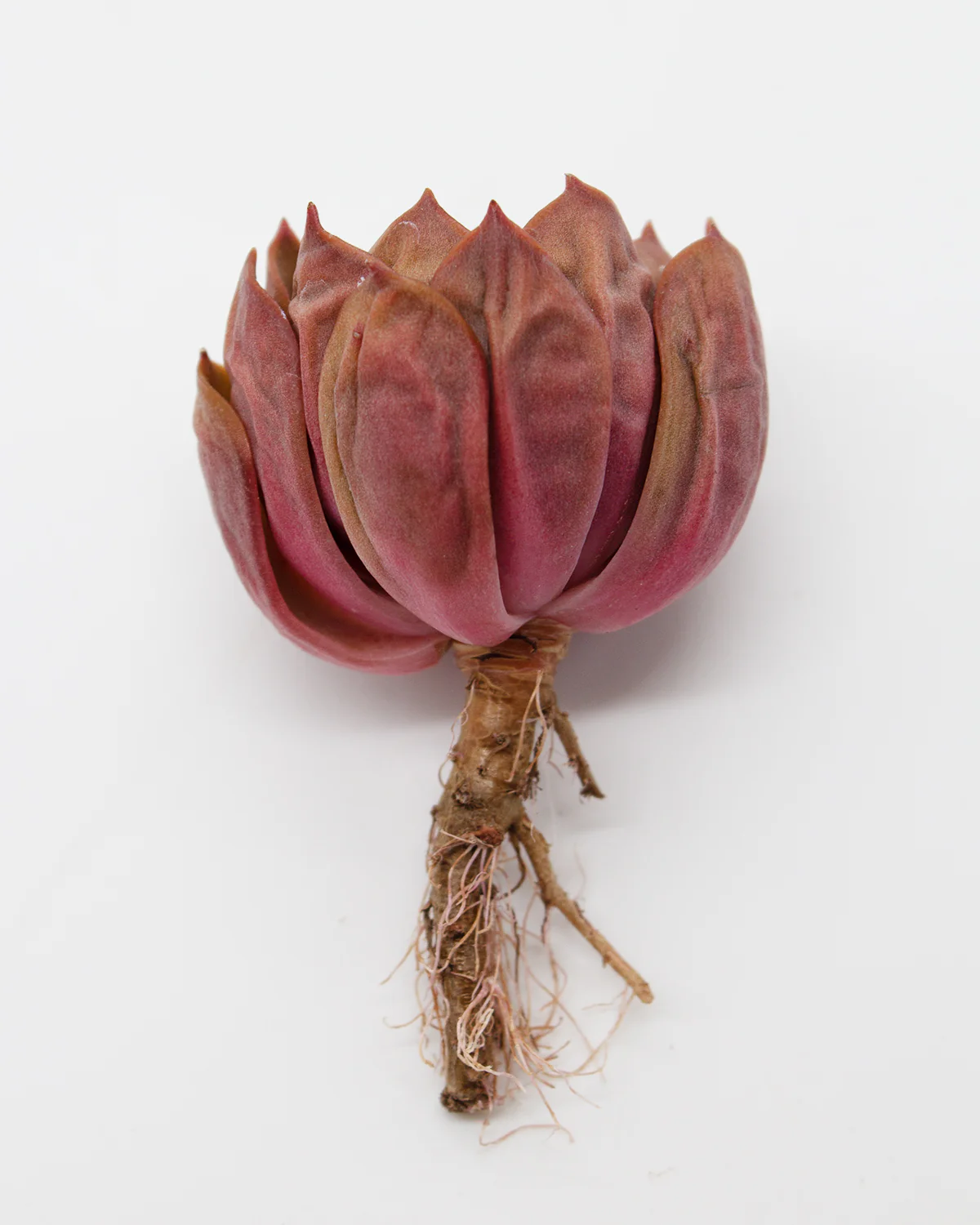 Echeveria Mina - Image 3