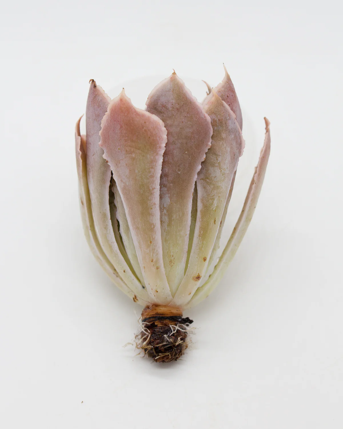 Echeveria Miss Persia - Image 2