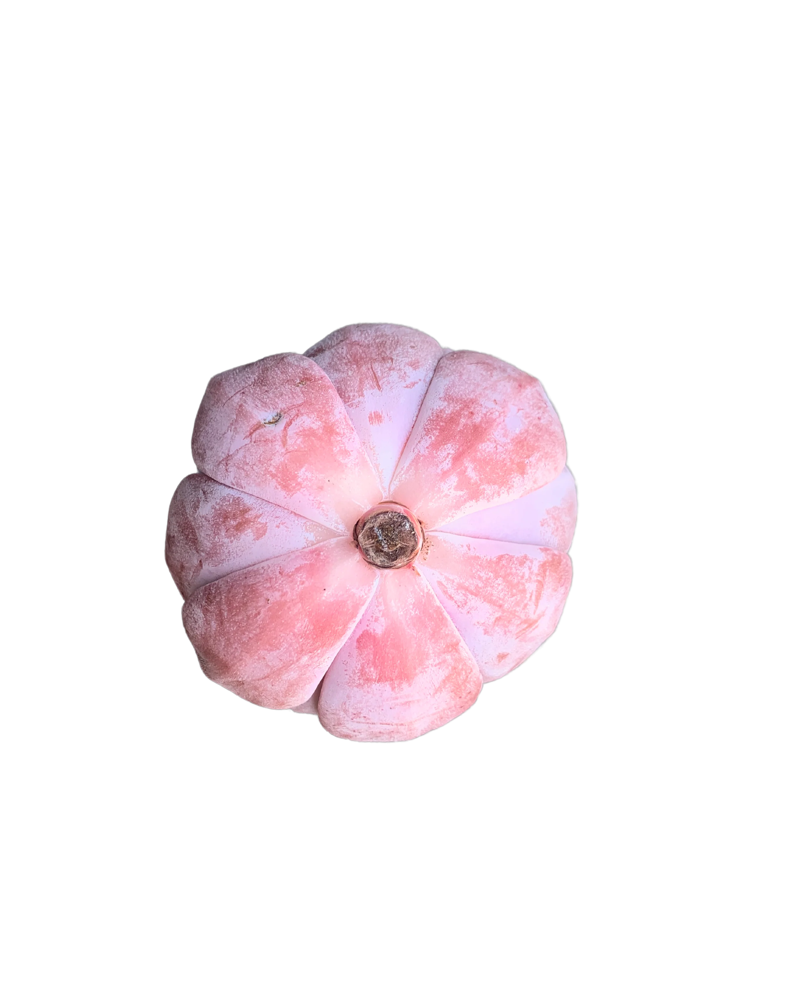 Echeveria Missing You - Image 2