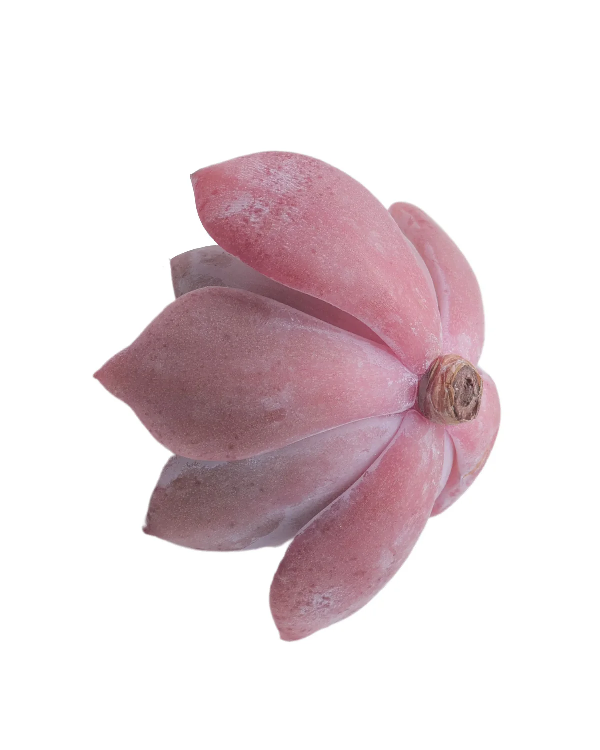 Echeveria Missing You - Image 4