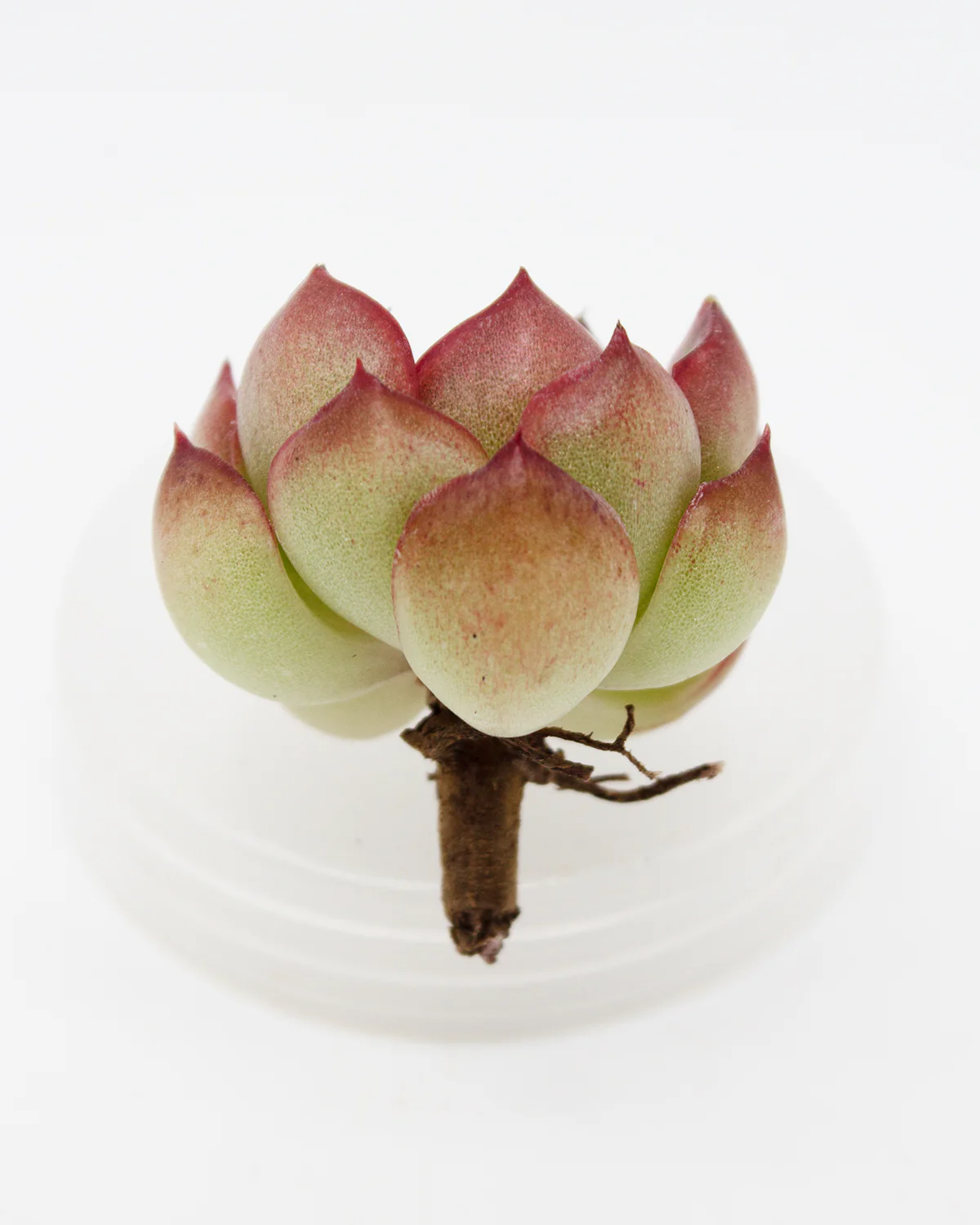 Echeveria Mohana - Image 2