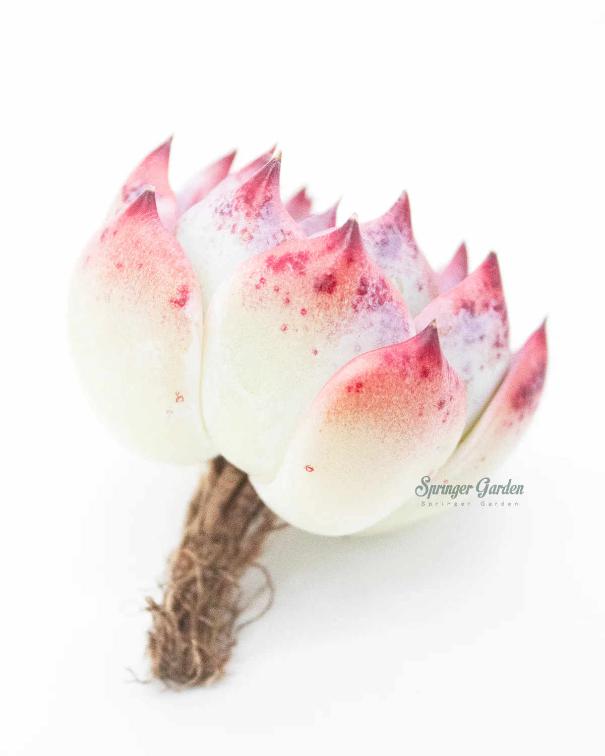 Echeveria Momotarou - Image 2