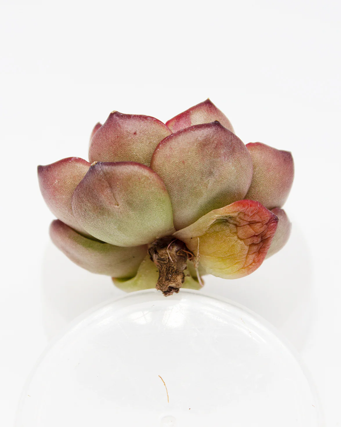 Echeveria Montblanc - Image 2