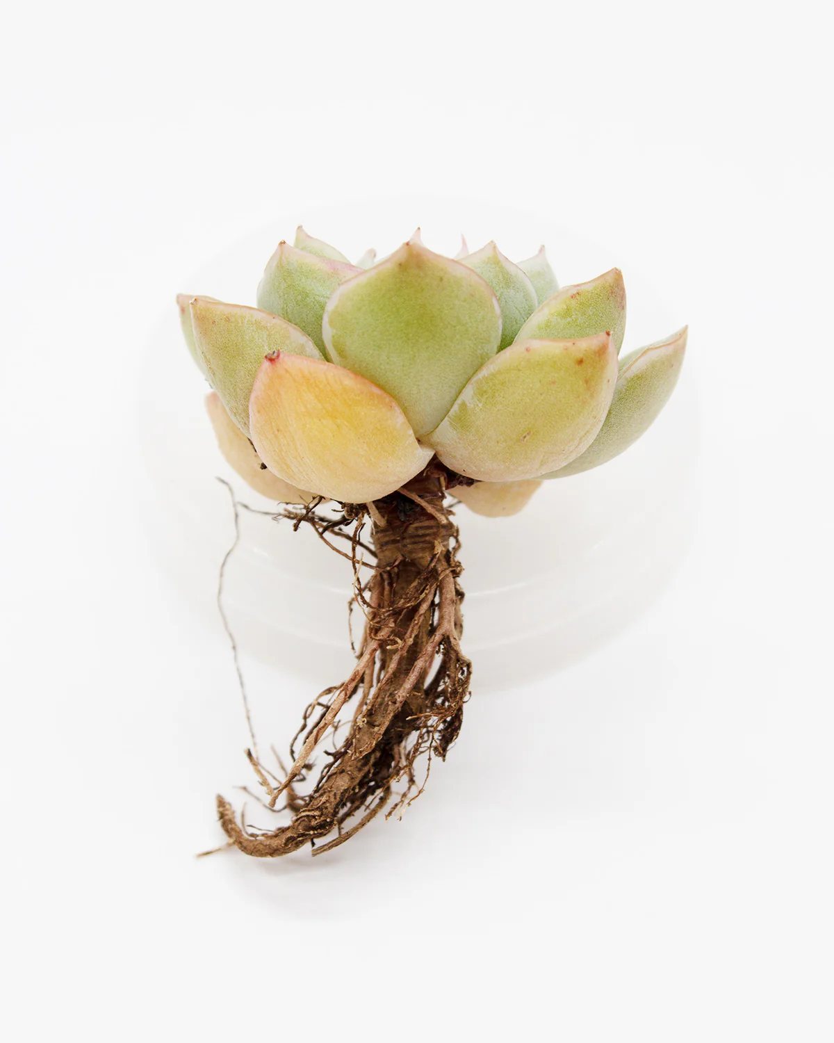 Echeveria Moon Fairy - Image 2