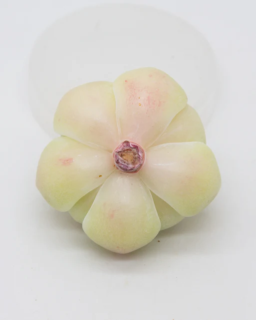 Echeveria Moonlight - Image 2