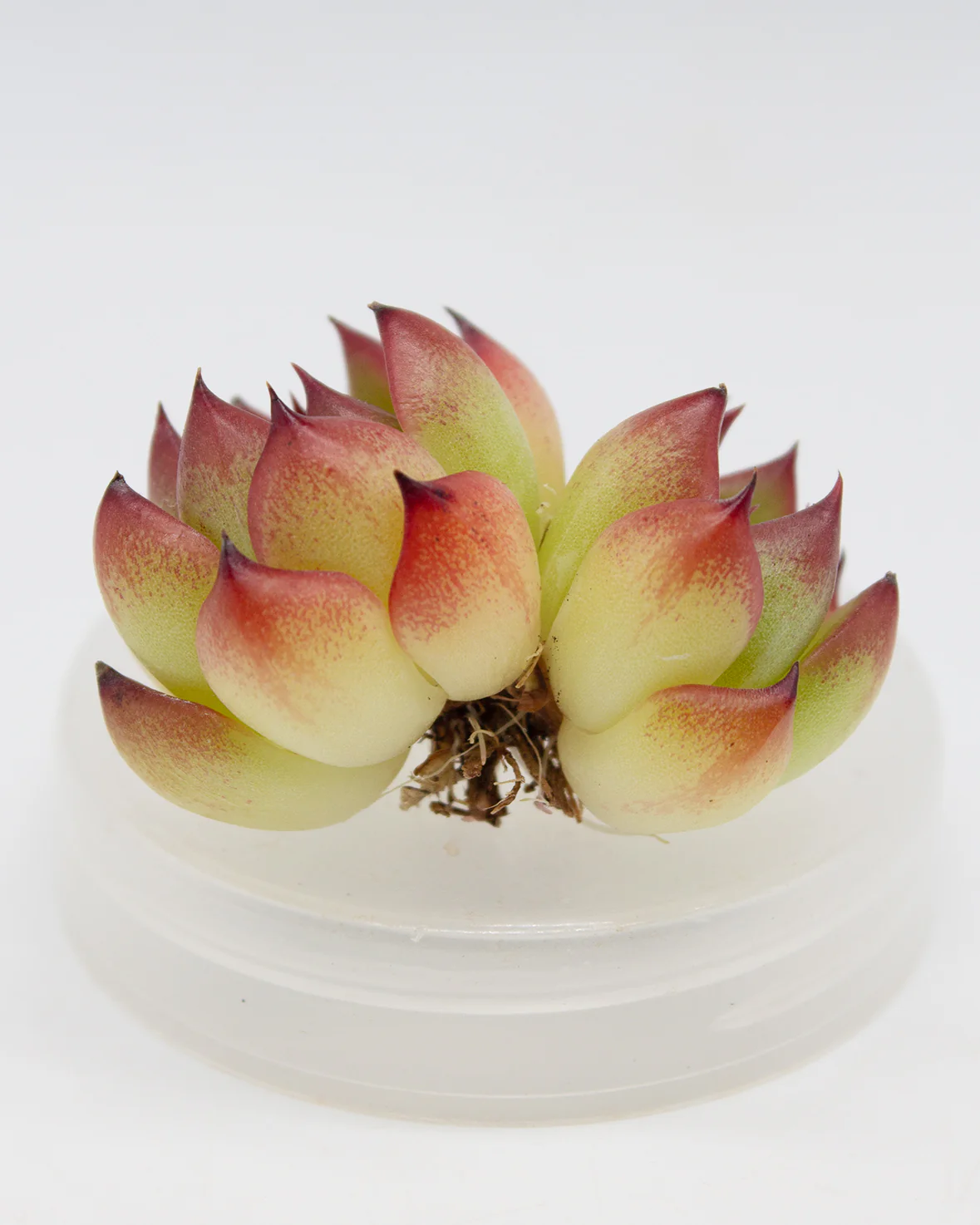 Echeveria Moonstone - Image 2
