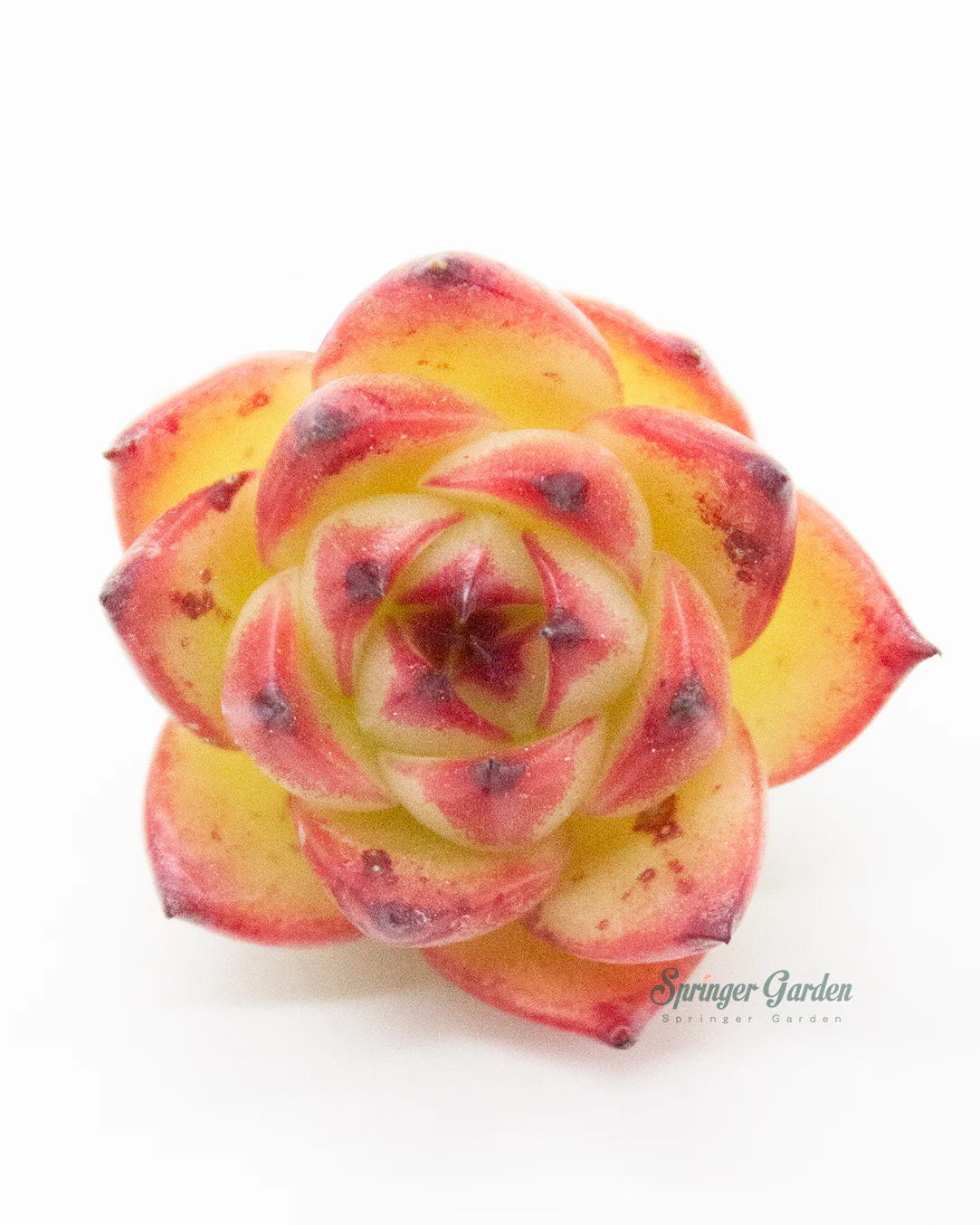 Echeveria Moonstone - Image 3