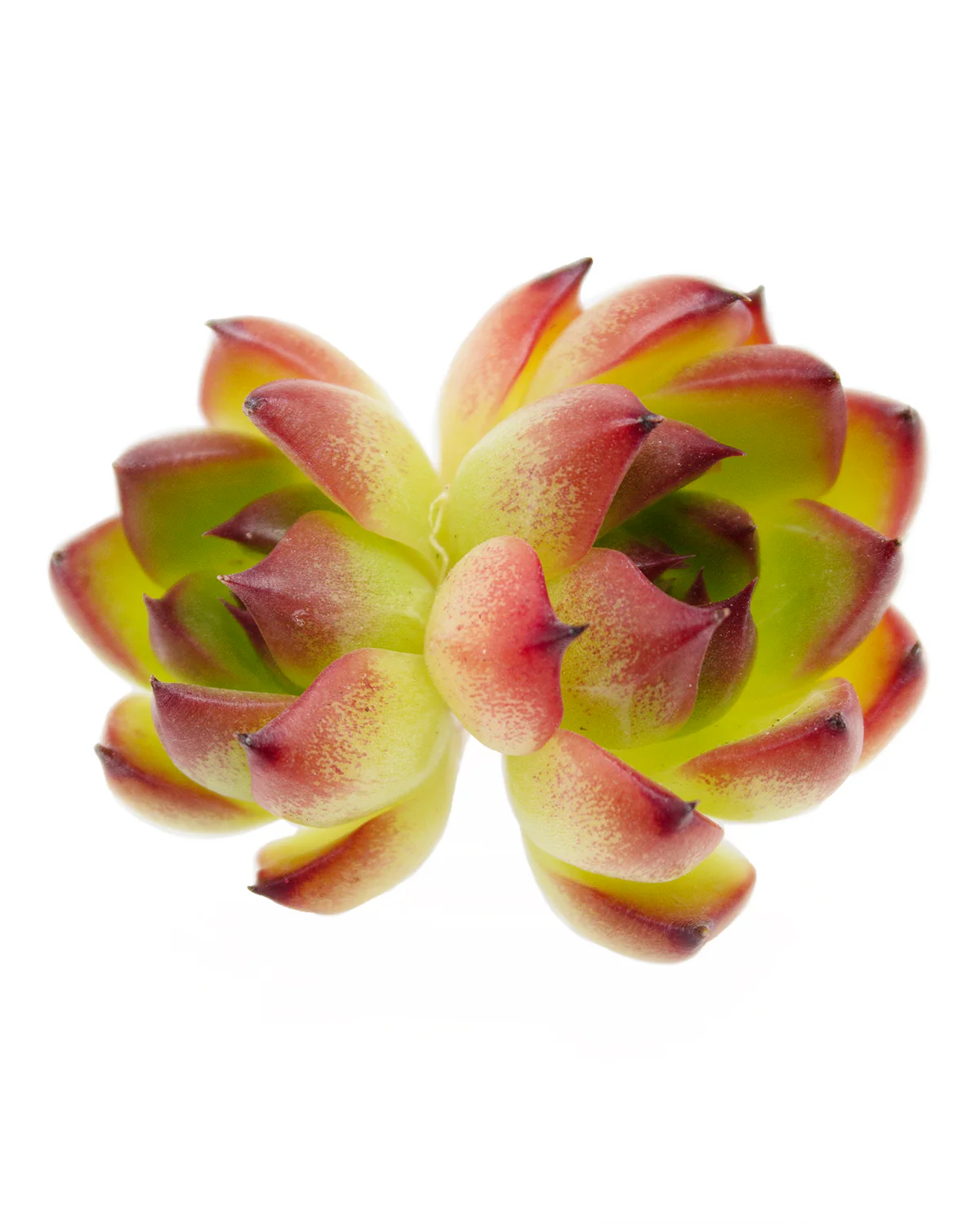 Echeveria Moonstone - Image 4