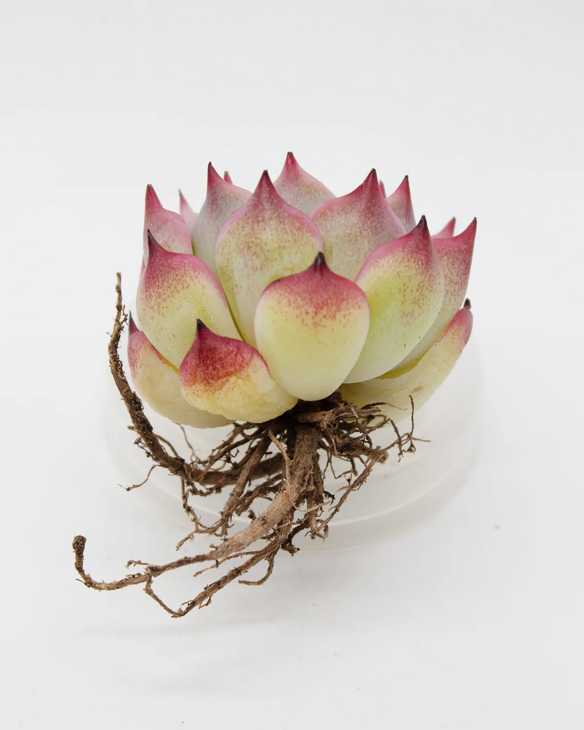 Echeveria Moricone - Image 2
