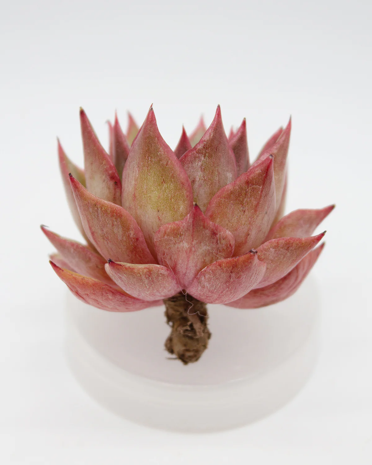 Echeveria Morning - Image 2