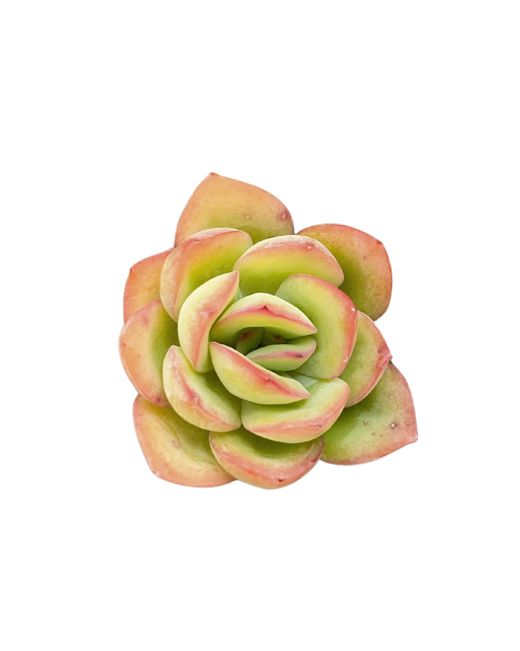 Echeveria Morning Dew