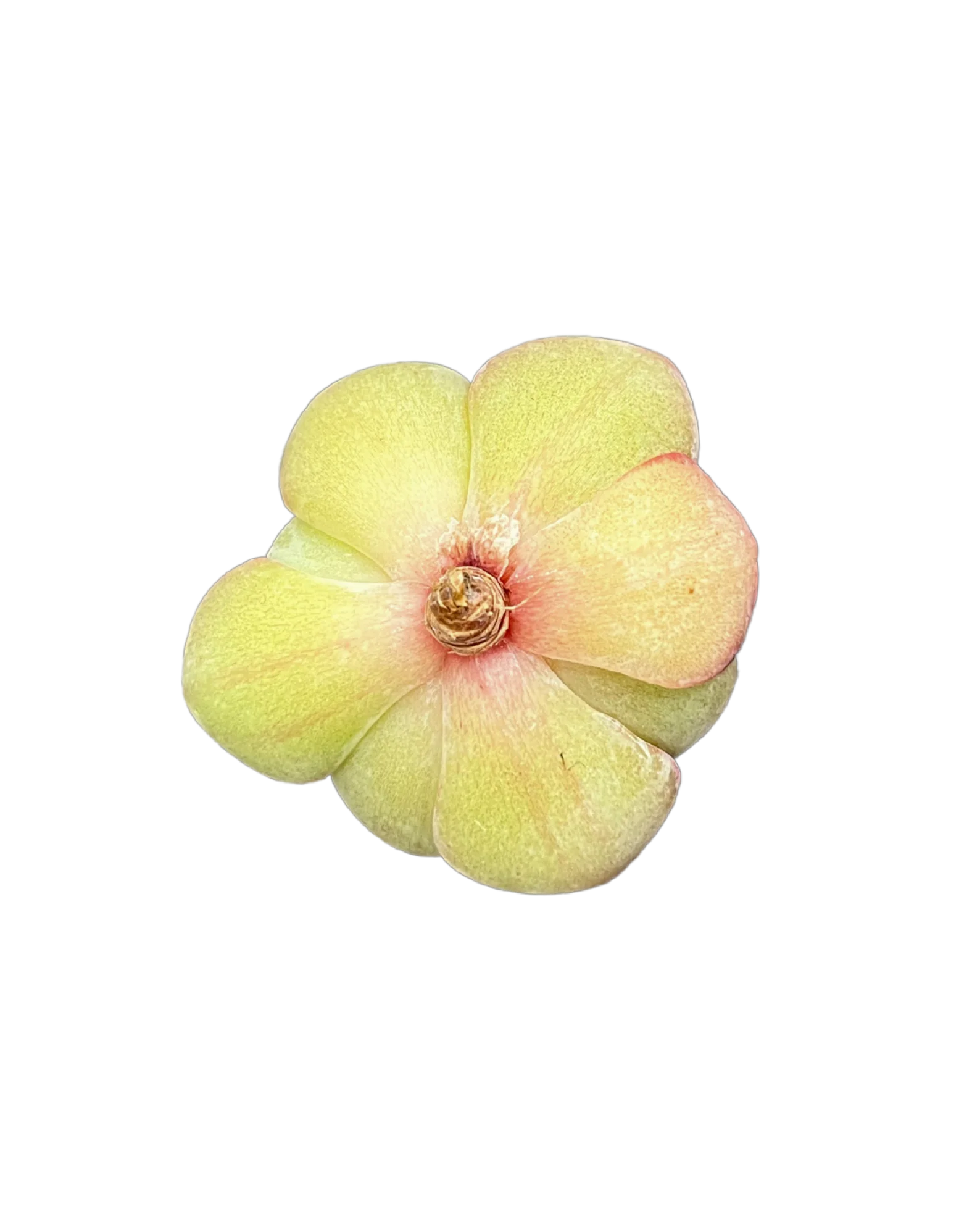 Echeveria Morning Dew - Image 2