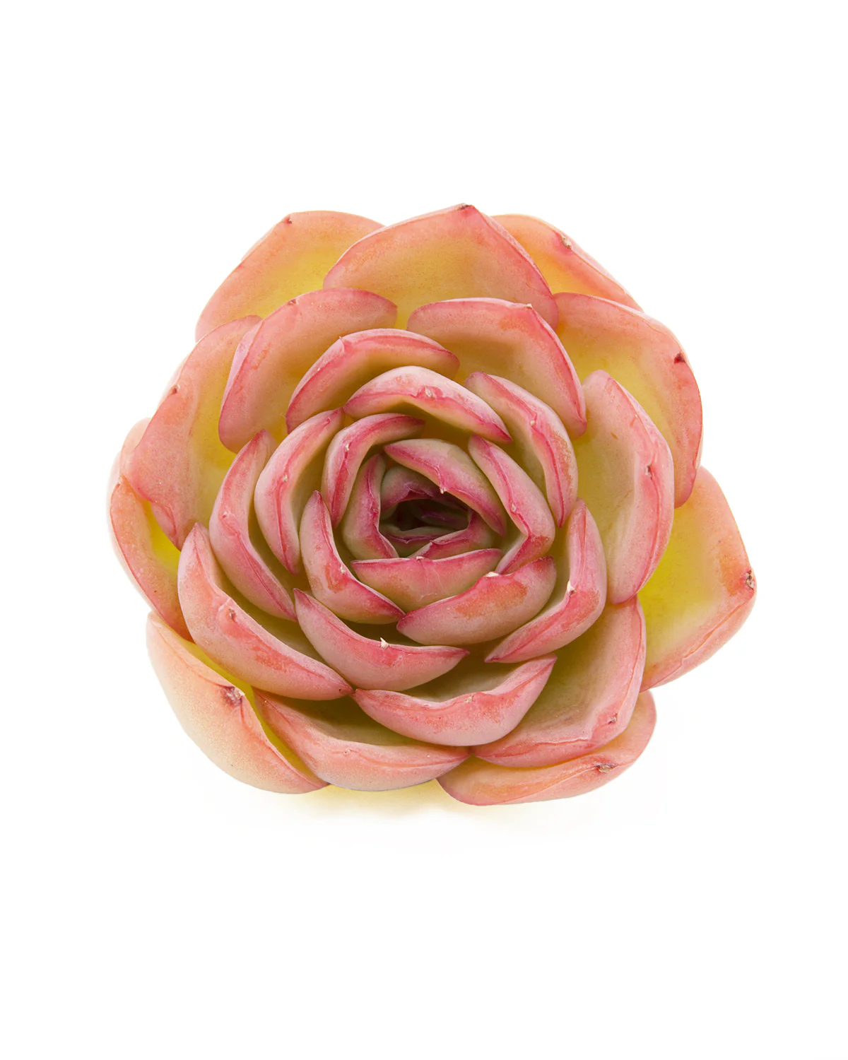 Echeveria Morning Dew - Image 3