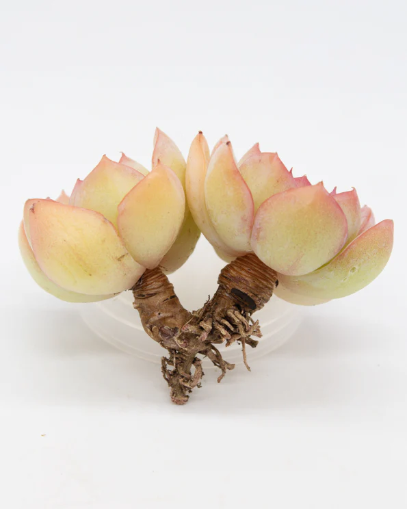 Echeveria Morning Dew - Image 5
