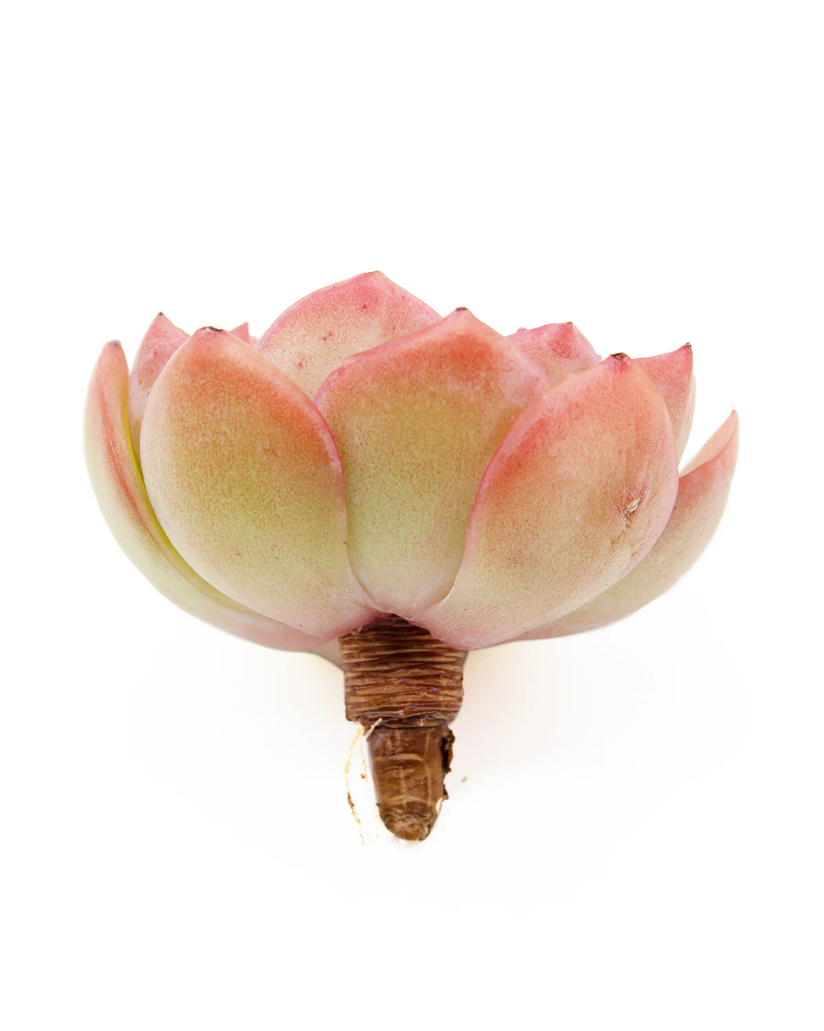 Echeveria Morning Dew - Image 6