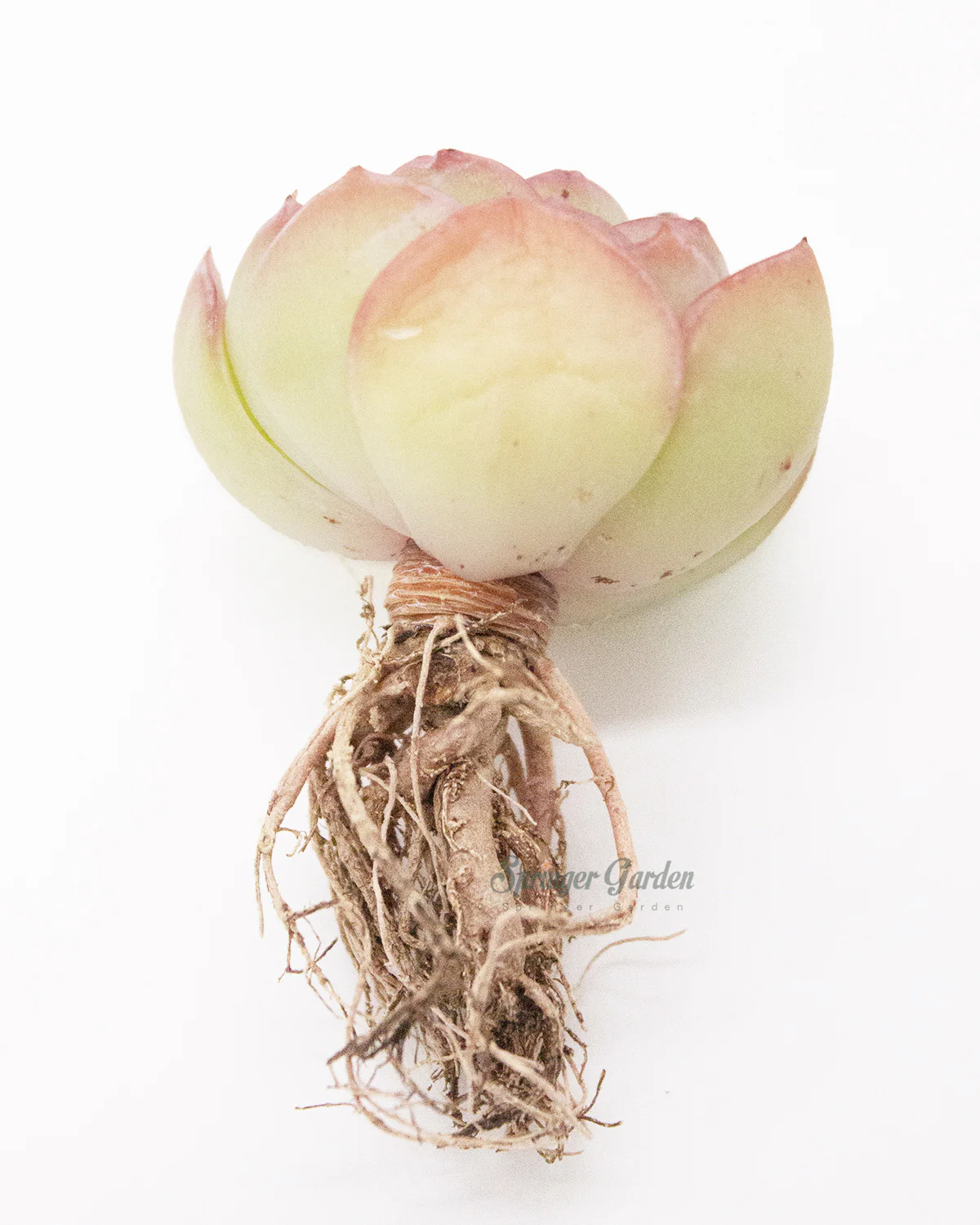 Echeveria Morning Dew - Image 7