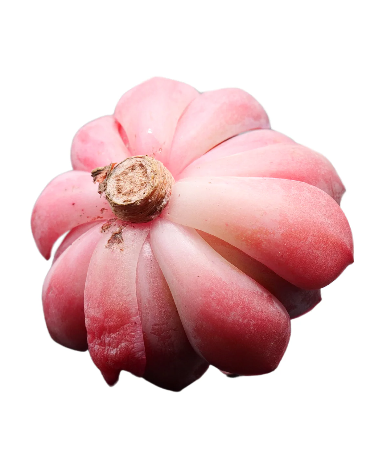 Echeveria Mosan - Image 2