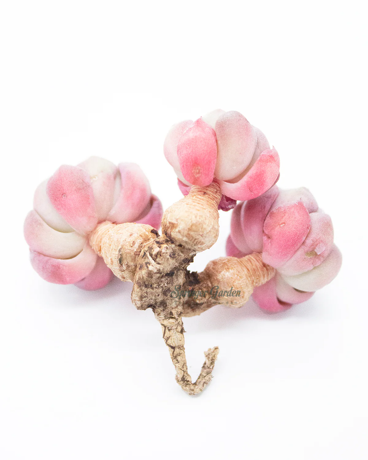 Echeveria Nanahukumini - Image 4