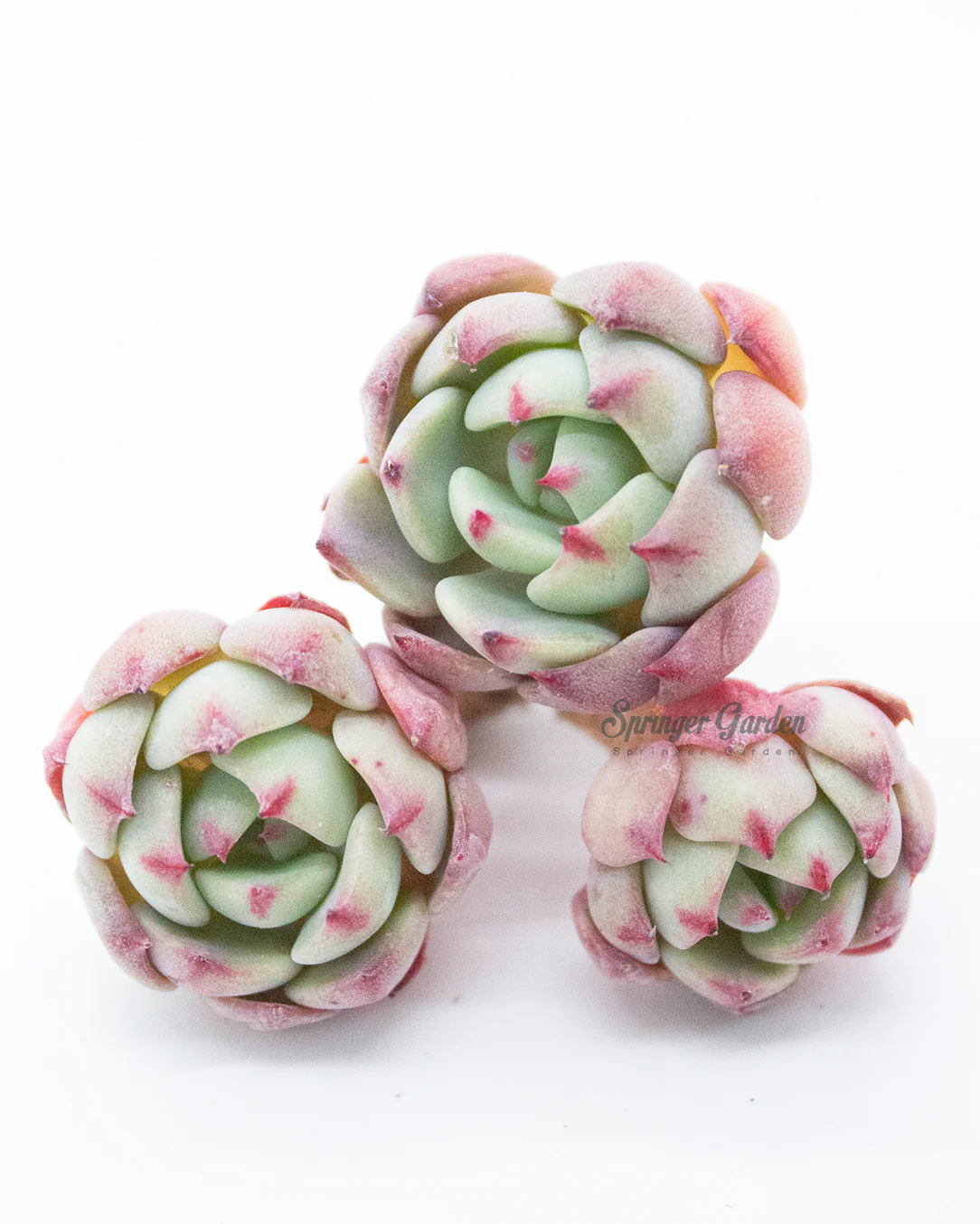 Echeveria Nanahukumini - Image 5