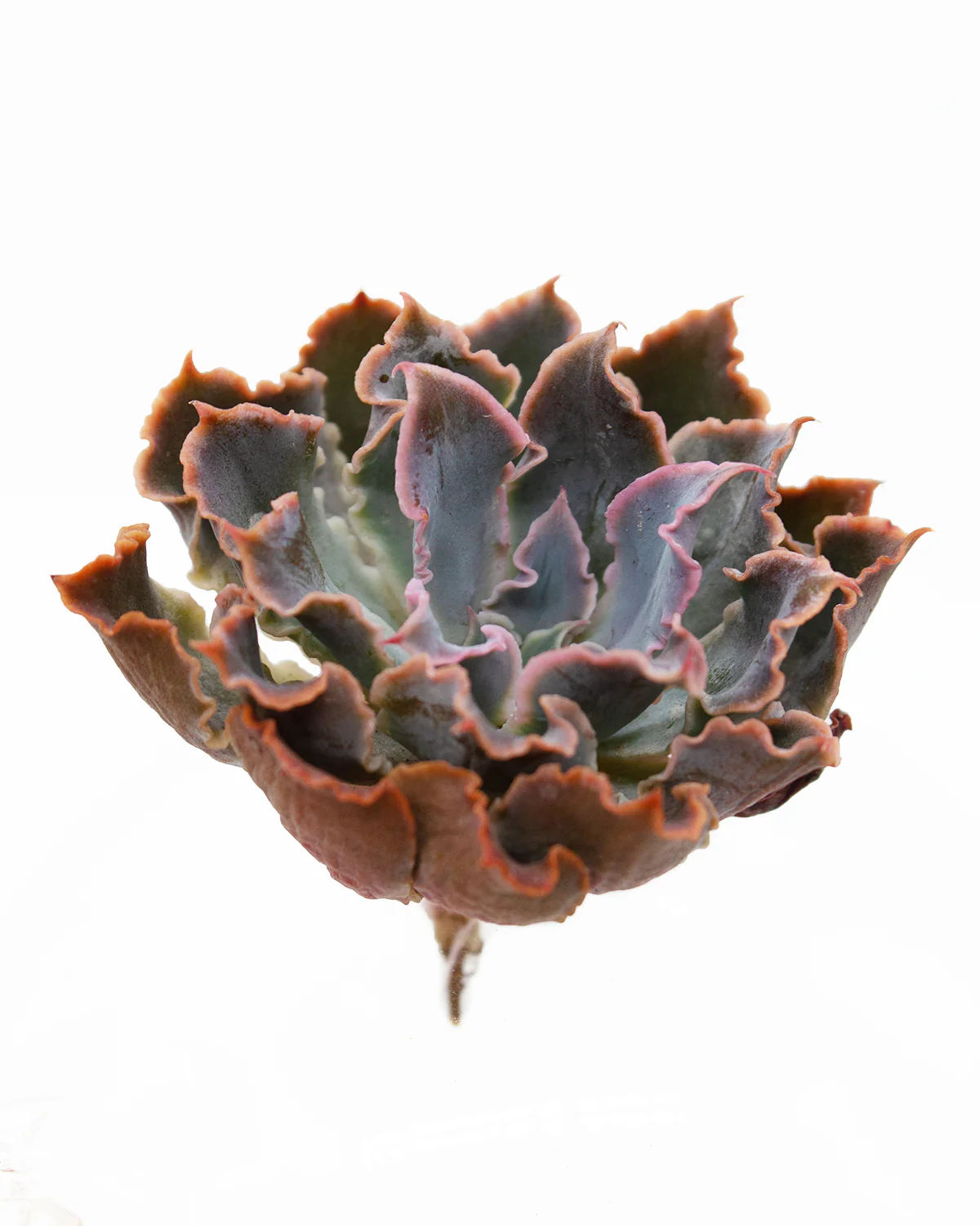 Echeveria Neon Breaker - Image 2