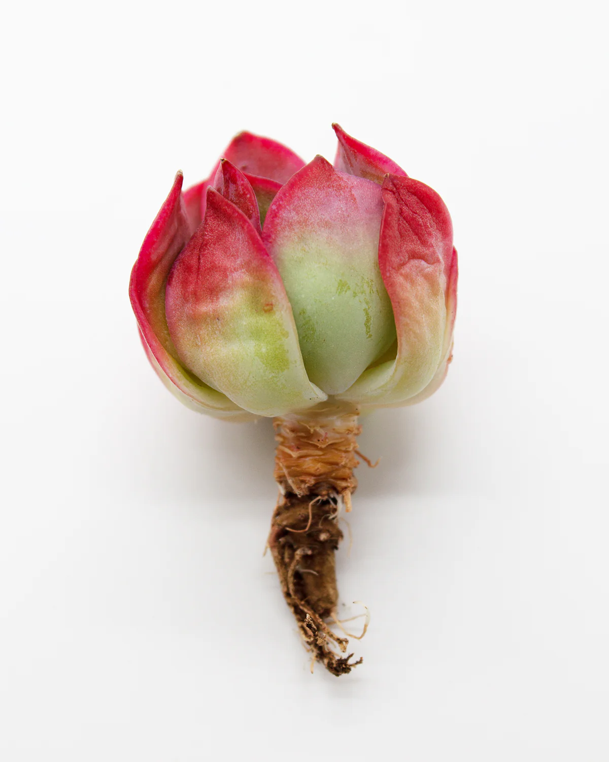 Echeveria Neon Light - Image 2