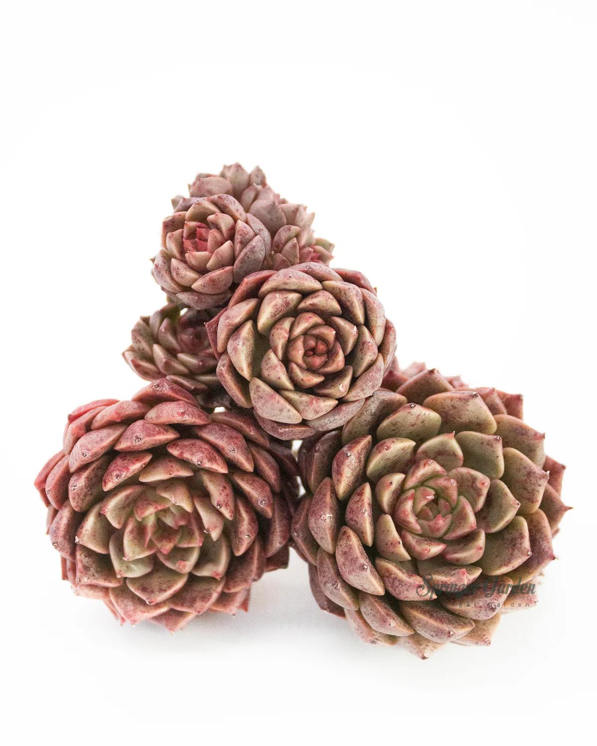 Echeveria Olivia - Image 2
