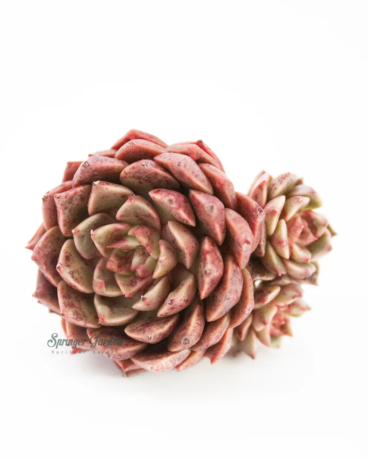 Echeveria Olivia - Image 3