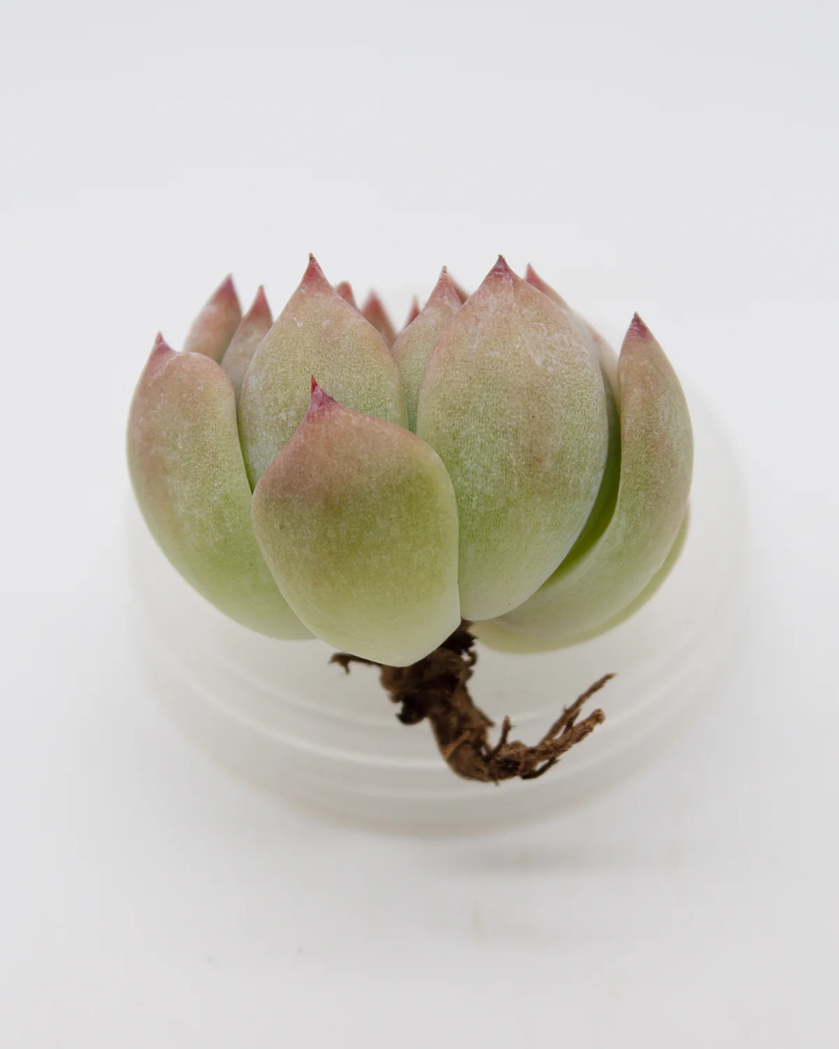Echeveria One-Call - Image 2