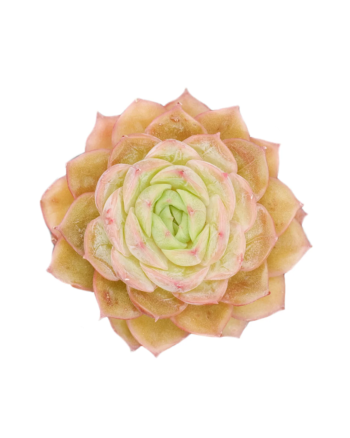 Echeveria Onslow
