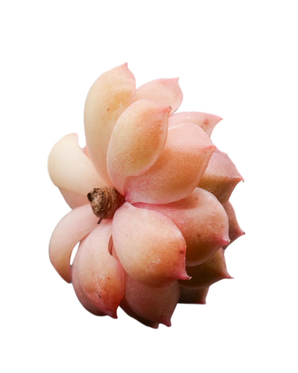 Echeveria Onslow - Image 2