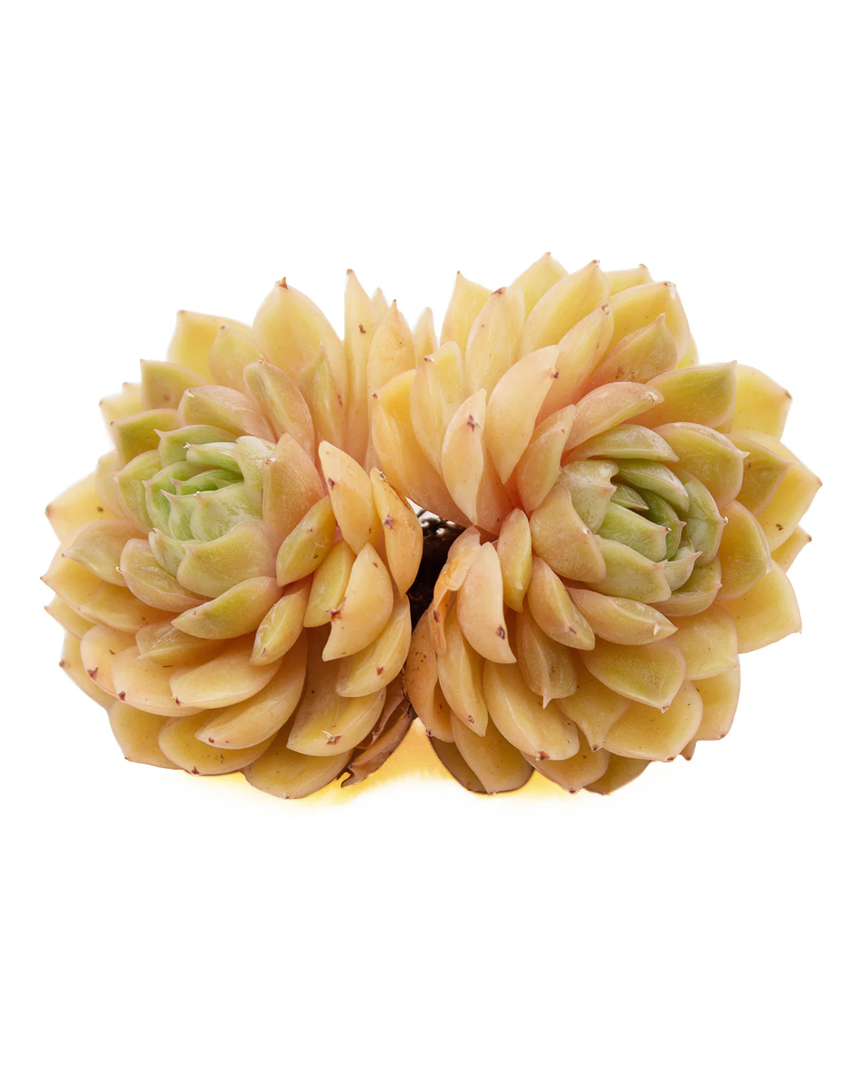 Echeveria Onslow - Image 3