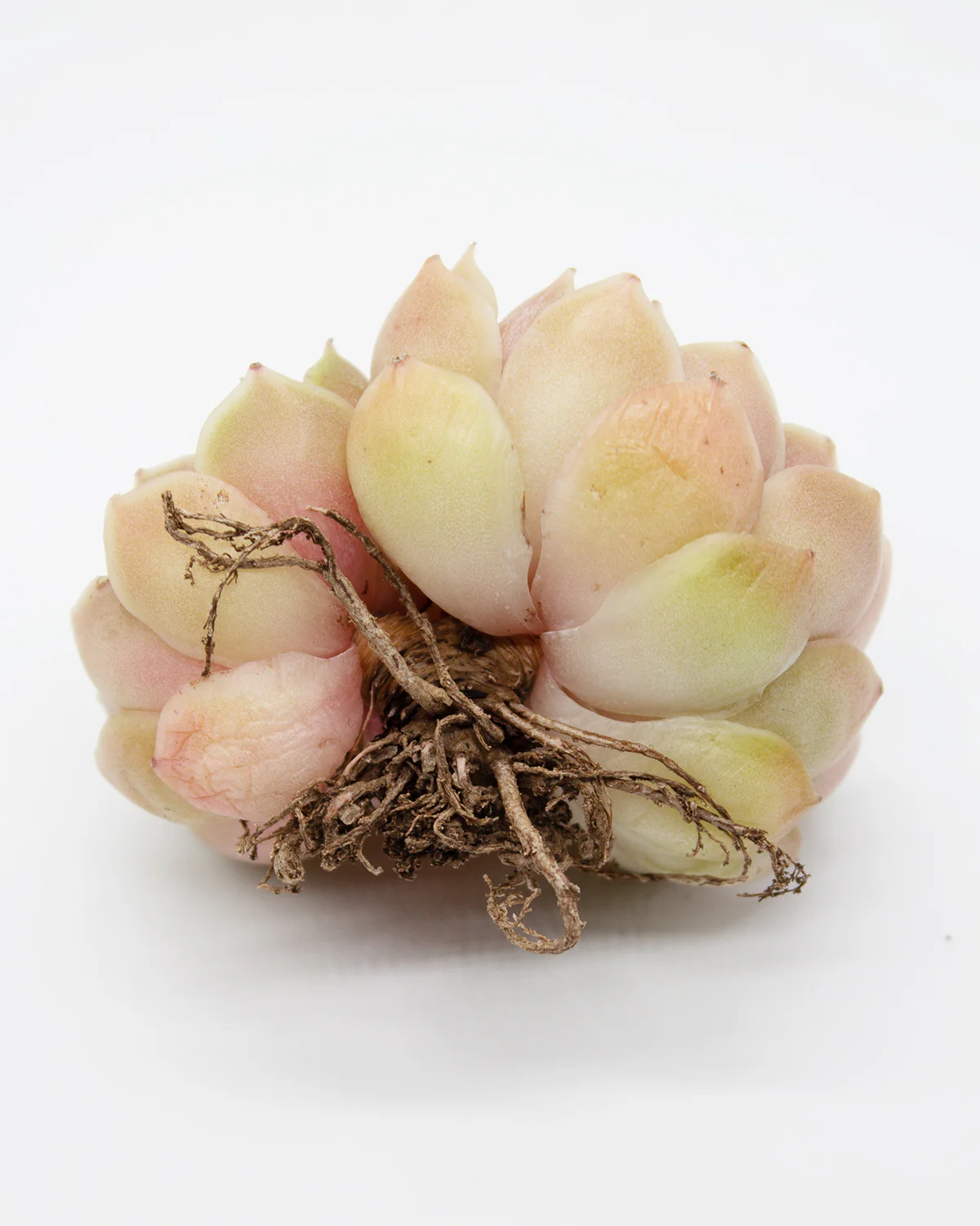 Echeveria Onslow - Image 4