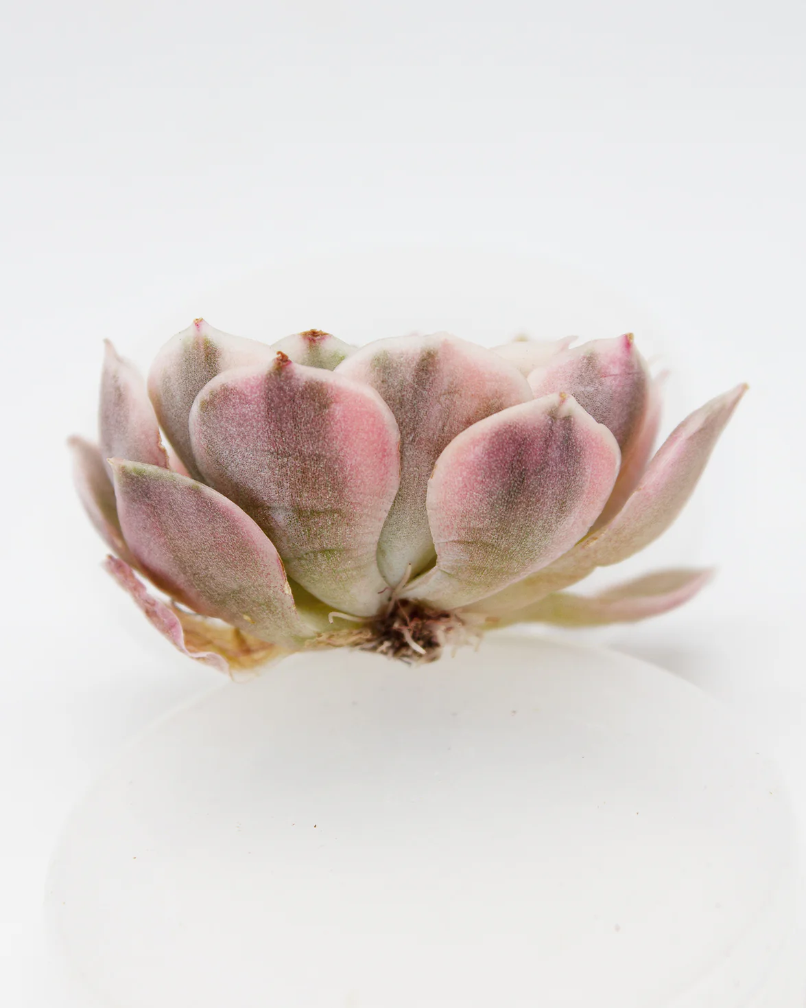 Echeveria Onslow Var. (Cluster) - Image 4