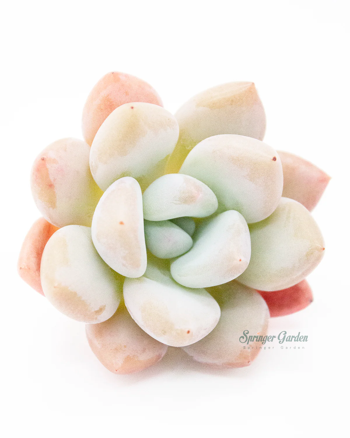 Echeveria Opalina