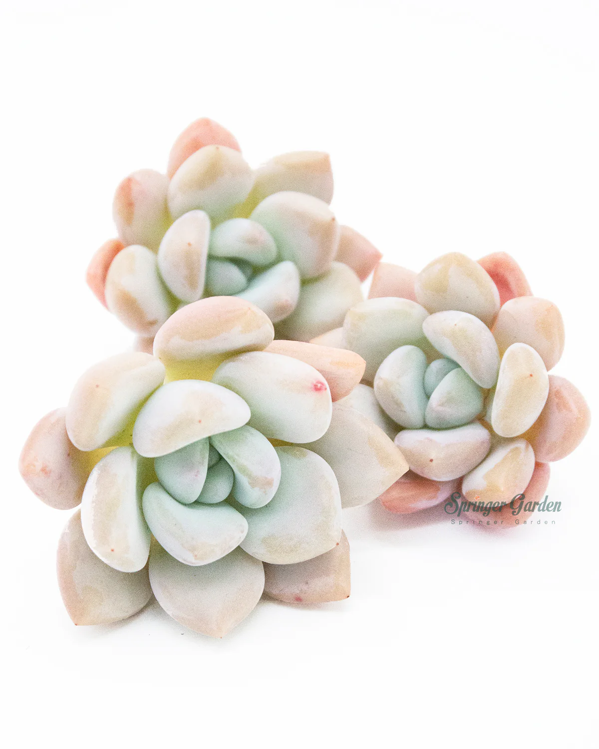 Echeveria Opalina - Image 2