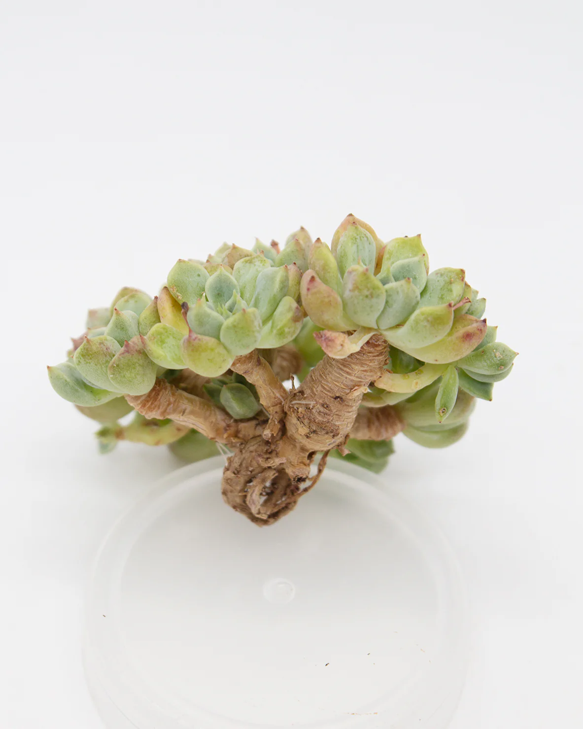 Echeveria Orange Juice - Image 2